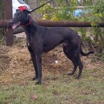 Picture of B izzle the greyhound -black-male