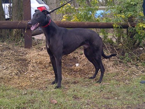 Picture of B izzle the greyhound -black-male
