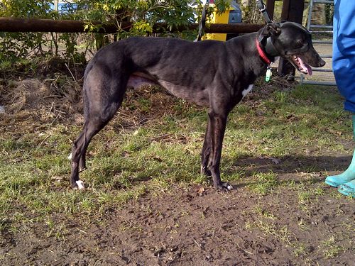 Picture of greyhound Champ