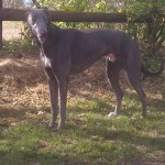 Photo of Harry Greyhound-blue-male