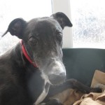 Picture of Abbie greyhound