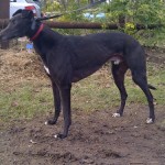 picture of Star the greyhound