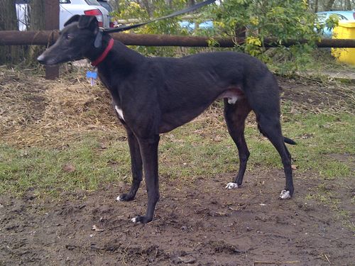 picture of Star the greyhound