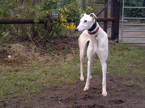 picture of Susie greyhound
