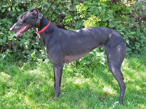 Picture of tara Greyhound