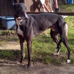 Picture of Turbo the greyhound - male, black