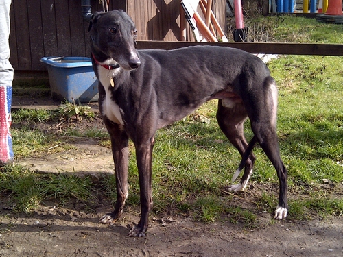 Picture of Turbo the greyhound - male, black