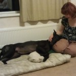 dodger laying down