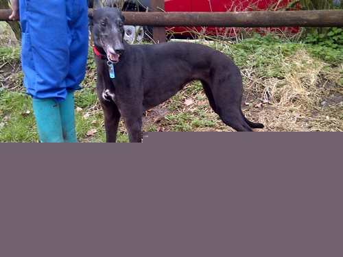 Imi greyhound standing