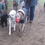 Jack out walking - photo