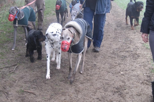 Jack out walking - photo