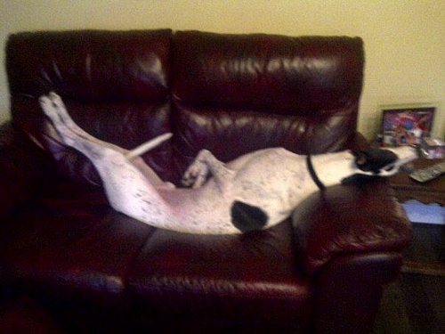 Polo greyhound on sofa