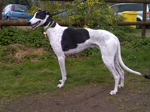 Ash the greyhound