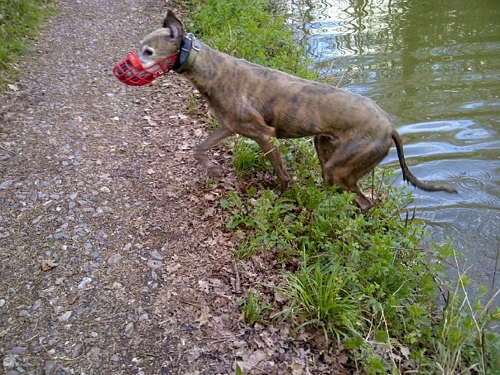 Jack greyhound after his swim