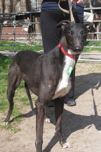 Lucy black greyhound