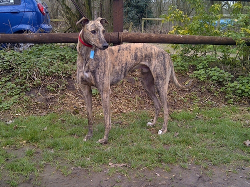 Brindle greyhound male Matty