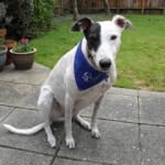 Caring Canine Therapy Greyhound Tracy