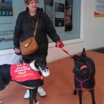 Zulu promoting greyhounds