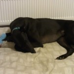 Dodger greyhound injured