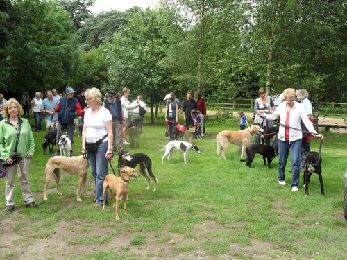 Greyhound Walking Social Dorset