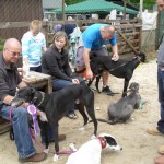 Greyhounds at Open Day
