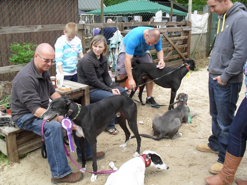Greyhounds at Open Day