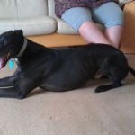 Ben greyhound indoors