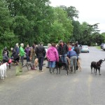 Great Bristish Greyhound Walk