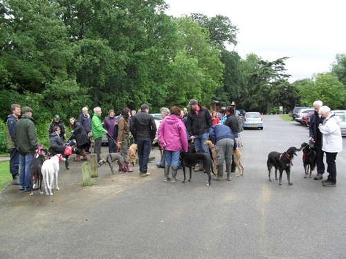 Great Bristish Greyhound Walk