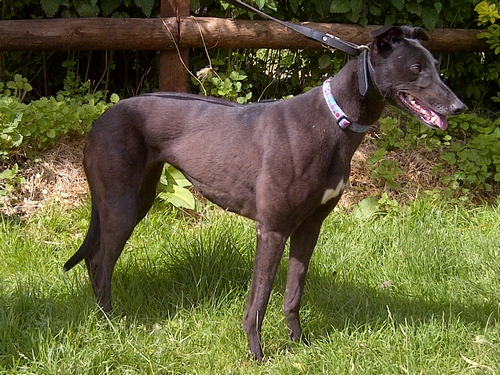 Jewel greyhound black