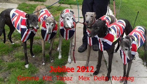 Greyhounds dressed for the Jubilee