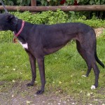 Pippa black greyhound