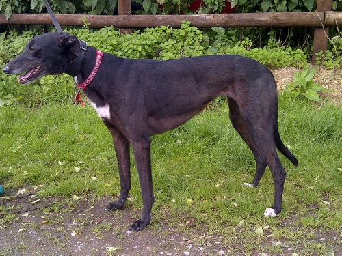 Pippa black greyhound