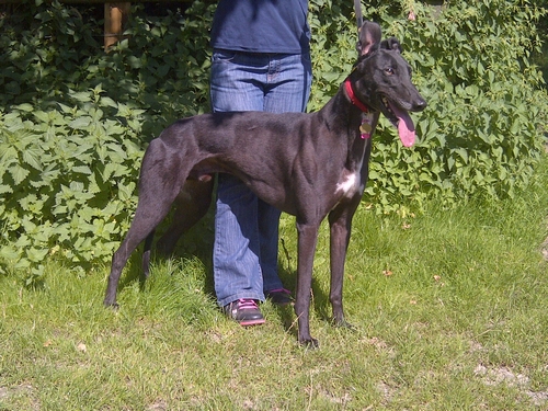 Photo of Basil the greyhound