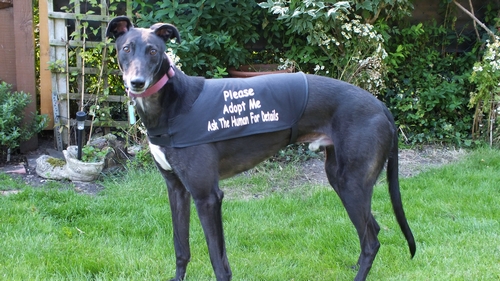 Ben the greyhound