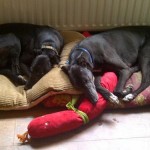 Dan in his foster home