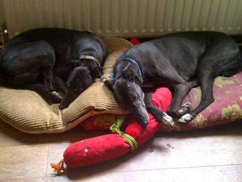 Dan greyhound in foster care Dan in his foster home