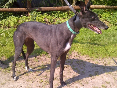 photo of Ginny greyhound