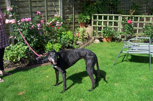 Photo of Lady greyhound
