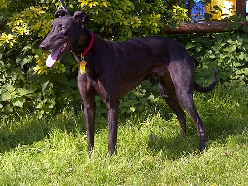 Greyhound Ainslie