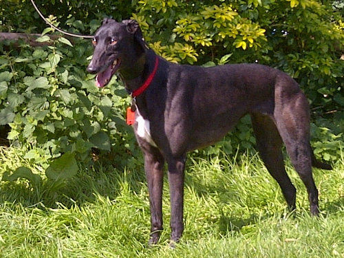 Jess a black greyhound