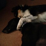 Jewel and Olly