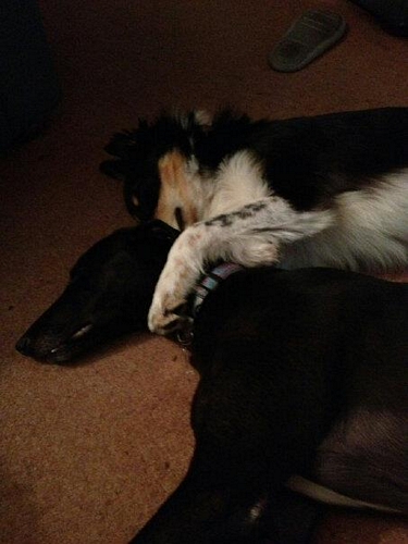 Jewel and New friend Olly the Collie Jewel and Olly