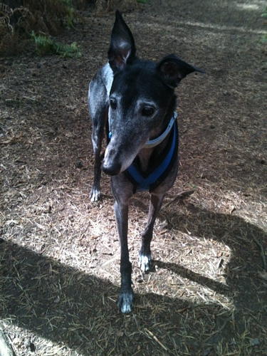 Archie greyhound