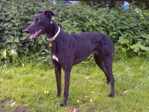 Bailey greyhound black