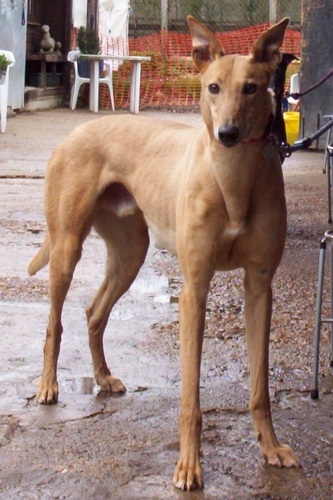 Billy greyhound Rainbow Bridge