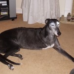 jess-greyhound-rainbow-bridge