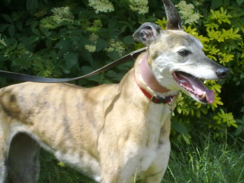 Lady-brindle-greyhound-rainbow-bridge