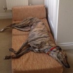 Matty greyhound in bed