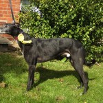 Monty 3rd in Best Black Greyhound Dog at GGG 2012